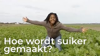 Hoe wordt suiker gemaakt  Doen Ze Dat Zo [upl. by Bandur448]