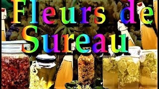 🌿Les fleurs de Sureau des fleurs comestibles et médicinales aux pouvoirs hivernaux [upl. by Peoples]