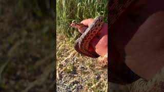 Bull snake Klamath Falls Oregon [upl. by Cleti]