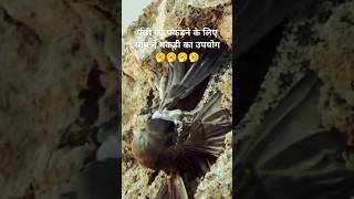 Fighting between bird and sanek youtubeshorts shortvideos birds sanek anyvideoclip1 [upl. by Ajam]