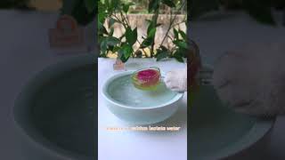 Juicy Michelin Longyin Watermelon🍉 chefcat catsofyoutube tiktok Shorts [upl. by Ailaroc]