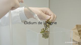 Analyse de loïdium sur la vigne [upl. by Nertie]