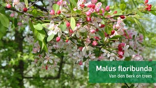 Malus floribunda  Van den Berk on Trees [upl. by Dibru]