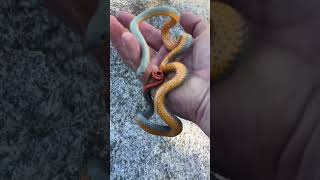 Deadly to Other Snakes Harmless to People [upl. by Bully17]