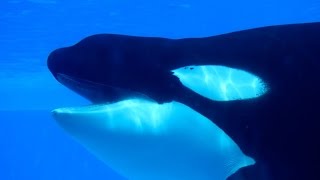 Interacting with Tilikum August 5 2014 [upl. by Dnallor]