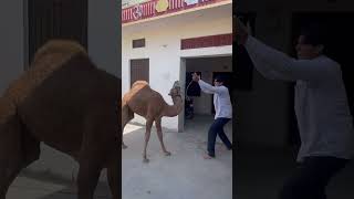 Kitna pyara dance karta hai ye todiya ❤️ shorts marwadi rajasthaniculture rajasthanitradition [upl. by Jozef997]