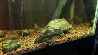 Mexican giant musk turtle eating plecostomus alive [upl. by Cassil220]