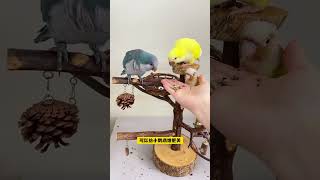 Highquality bird training snacks parrot snacks parrot paper shell pockmarks bird training sn [upl. by Quincey]