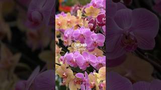 Blooming Marvel at Kew Gardens Orchid Festival london orchids kewgardens [upl. by Odnam]