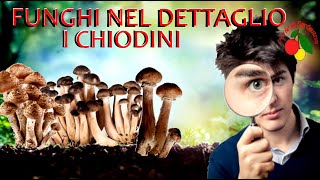 I chiodini funghi nel dettaglio [upl. by Inavoig]