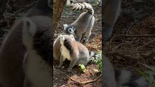 Ring Tailed Lemur pet cute pets [upl. by Connors645]