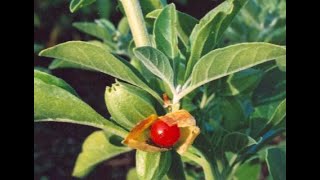 Ashwagandha Indian Ginseng Withania Somnifera  Usage and Health Benefits [upl. by Aracaj]