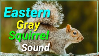 Eastern Gray squirrel Call Sound  Animal Planet kingdom Wild [upl. by Lectra380]