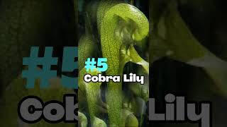 Top 10 Insectivorous And Carnivorous Plants That Eat Bugsshorts [upl. by Zapot259]