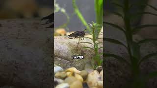 Facts About Water Boatman animals creaturesfacts interestingfacts [upl. by Whiffen]