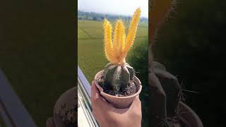 Echinocereus pentalophus variegata graft [upl. by Elleimac225]