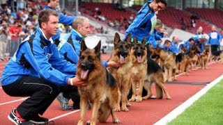 SchäferhundeWM im Auestadion Kassel mit George Foreman [upl. by Vil]