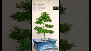 SN49 bonsai pruning wiring Carmona RetusaFukien TeaBoxwood shorts [upl. by Attenborough]