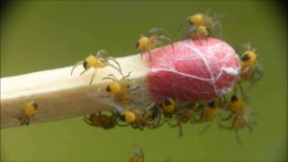 Epeires diadèmes naissantes Araneus diadematus par André Lequet [upl. by Ainavi385]