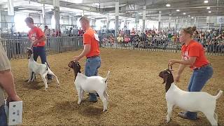 2018 Lancaster County Super Fair  4H amp FFA Meat Goat Show [upl. by Ardnuas]