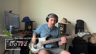 Dosed  Red Hot Chili Peppers  Bass Cover [upl. by Hazel925]