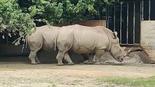 Rhinoceros at Taiping Zoo [upl. by Ahsieken376]