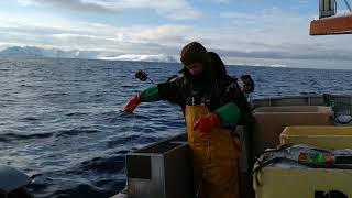 Juksafiske skrei 15 mars 2019 Måsøy FinnmarkJigging for cod in Northern Norway March 15 2019 [upl. by Eiromem]