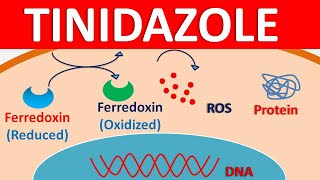 Tinidazole 500 mg  Mechanism side effects precautions amp uses [upl. by Ihsir]