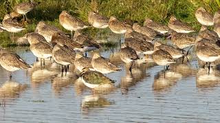 Blacktailed Godwit [upl. by Draper241]