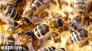 Honey Bee Hive powered by Exploreorg [upl. by Yraeg]