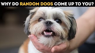 Why Do Random Dogs Approach You Scientists Reveal the Secret [upl. by Kati]