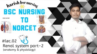 bsc nursing 1st year renal system part2 anatomy amp physiology [upl. by Elbon]