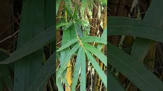 Bambusa vulgaris FamilyPoaceae known as bamboo ever green perennial flowering plant [upl. by Buroker]