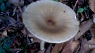 Gigantic Mushrooms or Fungi in Bishops Trail in Fraser Hill Pahang Malaysia [upl. by Liman313]