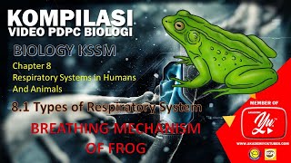 82 Breathing mechanism of frog [upl. by Eynahpets67]