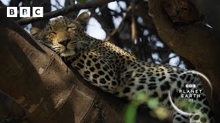 This leopardess has an INCREDIBLE hunting technique 🐆  Planet Earth III  BBC [upl. by Cruz720]