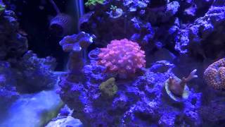 75 Gallon Saltwater Reef Aquarium 1 Year Update [upl. by Atener]