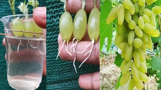 Simple method propagate grape tree with water growing grape tree at home [upl. by Louisa]