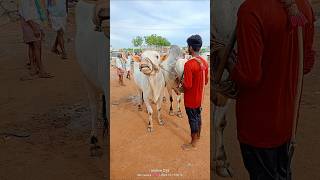 Bulls Videos Ieejabulls milkteethbulls bullcartvideos bullsmarket bullsvideo [upl. by Nnylakcaj402]