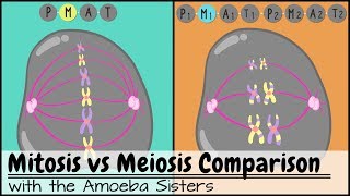 Mitosis vs Meiosis Side by Side Comparison [upl. by Selfridge]