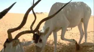 Addax in the Sahara Desert [upl. by Leyla]