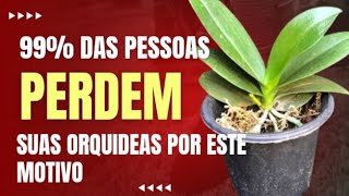 99 das Pessoas Perdem Suas Orquídeas Por Este Erro Comum [upl. by Garretson25]