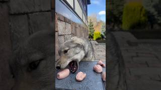 AÇ KURT BÖRÜ czechoslovakianwolfdog wolfdog [upl. by Tiphane]