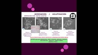 CURSO PRACTICO ESQUEMA DIAGNOSTICO PLASMA SEMINAL laboratorio espermatozoides analisis [upl. by Ahtilat384]