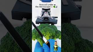 You never seen❗🙄Broccolis Microscopic view 🤯 shortvideo science experiment microscopic [upl. by Ylime853]