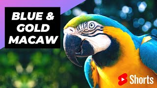 Blue amp Gold Macaw 🦜 One Of The Most Beautiful Parrots In The World shorts [upl. by Yekcaj]