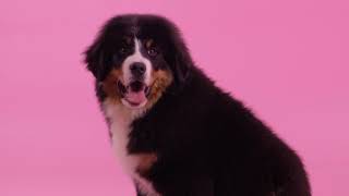 Berner Sennenhund Rasseportrait [upl. by Duwe]