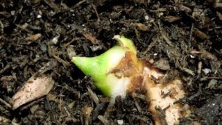 Growing Ginger from Rhizome Cuttings Days 2125 [upl. by Anirda171]