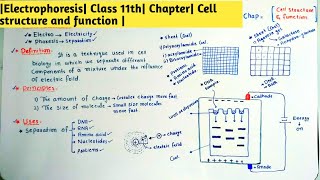 Electrophoresis Class 11th Chapter Cell structure and function [upl. by Asp676]