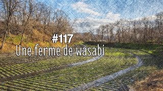 A la découverte dune ferme de wasabi à Matsumoto [upl. by Riancho]